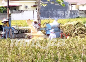 Suasana panen padi di Gorontalo. Foto : Lukman Polimengo/mimoza.tv.