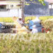 Suasana panen padi di Gorontalo. Foto : Lukman Polimengo/mimoza.tv.