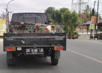 Sebuah mobil bak terbuka yang membawa beberapa ekor anjing tengah melintasi di Jalan A. Wahab, Kecamatan Telaga, Kabupaten Gorontalo. Foto : Lukman Polimengo/mimoza.tv.