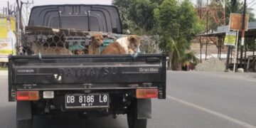 Sebuah mobil bak terbuka yang membawa beberapa ekor anjing tengah melintasi di Jalan A. Wahab, Kecamatan Telaga, Kabupaten Gorontalo. Foto : Lukman Polimengo/mimoza.tv.