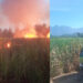 Tim Damkar PT PG Gorontalo tampak melakukan pemadaman api terhadap kebakaran tebu yang dilakukan oleh oknum tidak bertanggung jawab. (Foto: Istimewa)