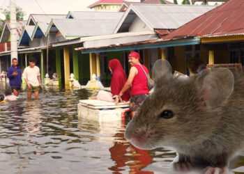 Ilustrasi tikus penyebab Leptospirosis. Foto : Lukman/mimoza.tv.