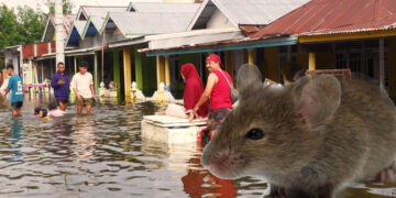 Ilustrasi tikus penyebab Leptospirosis. Foto : Lukman/mimoza.tv.