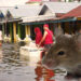 Ilustrasi tikus penyebab Leptospirosis. Foto : Lukman/mimoza.tv.