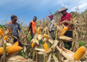 Lembaga Pemasyarakatan (Lapas) Kelas IIb Pohuwato bersama warga binaan sukses melakukan panen jagung di area perkebunan lapas pada Kamis (20/3/2025)