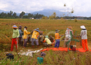 Aktivitas panen padi di Gorontalo. Foto : Lukman/mimoza.tv.