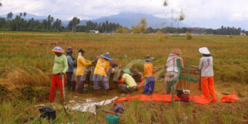 Aktivitas panen padi di Gorontalo. Foto : Lukman/mimoza.tv.