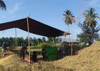 Suasana panen padi di Gorontalo. Foto: Lukman/mimoza.tv.