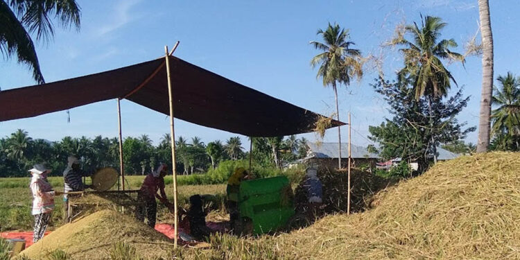 Suasana panen padi di Gorontalo. Foto: Lukman/mimoza.tv.