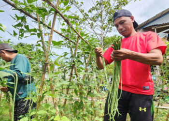 Haris (kaos merah), saat memanen sayuran yang di budidayakan oleh warga binaan Lapas Pohuwato. Foto: Fery Utiarahman.