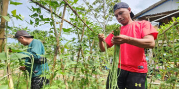Haris (kaos merah), saat memanen sayuran yang di budidayakan oleh warga binaan Lapas Pohuwato. Foto: Fery Utiarahman.