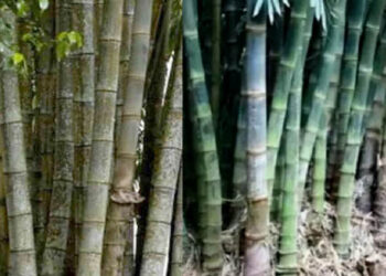 Bambu petung