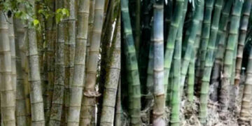 Bambu petung