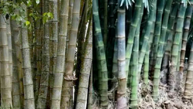 Bambu petung