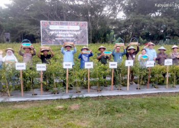 Kegiatan panen cabai dalam arangka program Jaksa Mandiri Pangan, oleh Kejaksaan Negeri Bone Bolango, Kamis (18/12/2025). Foto: Lukman/mimoza.tv.