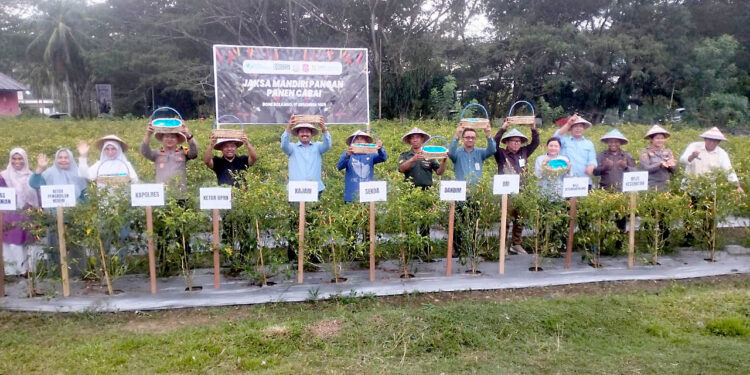Kegiatan panen cabai dalam arangka program Jaksa Mandiri Pangan, oleh Kejaksaan Negeri Bone Bolango, Kamis (18/12/2025). Foto: Lukman/mimoza.tv.