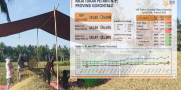 Ilustrasi Nilai Tukar POetani Gorontalo. Foto: Lukman/mimoza.tv.