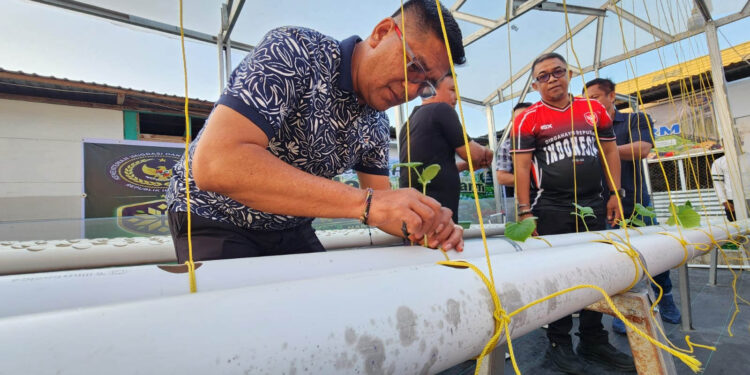 Kepala Lapas Kelas IIA Gorontalo Junaidi Rison menanam bibit tanaman hidroponik saat pencanangan Green House Orilago Hidrofarm di Lapas Gorontalo, Sabtu (8/8/2026). Program ini menjadi bagian dari pembinaan kemandirian warga binaan melalui pertanian modern.